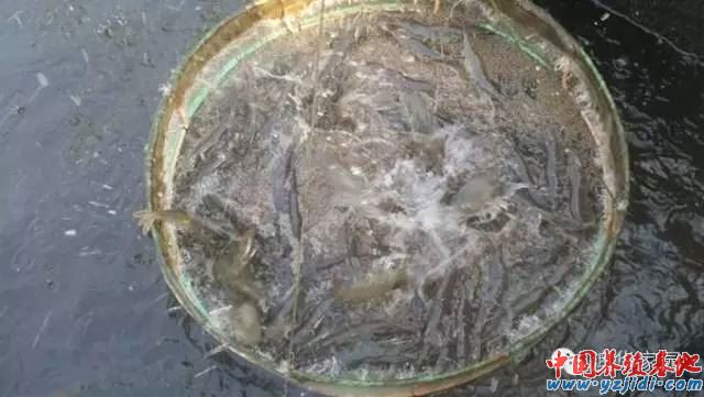中國養殖基地 yzjidi.com