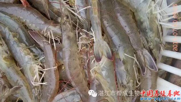 中國養殖基地 yzjidi.com