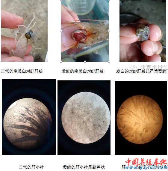 中國養殖基地 yzjidi.com