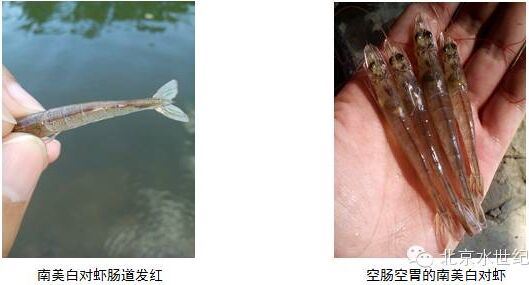 中國養殖基地 yzjidi.com