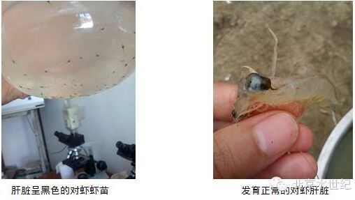 中國養殖基地 yzjidi.com