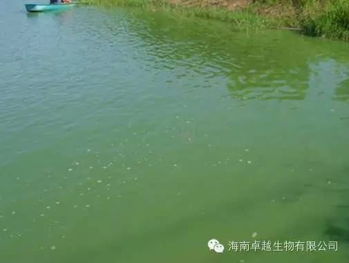 中國養殖基地 yzjidi.com