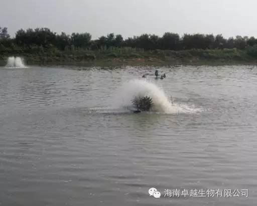 中國養殖基地 yzjidi.com