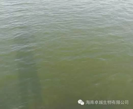 中國養殖基地 yzjidi.com