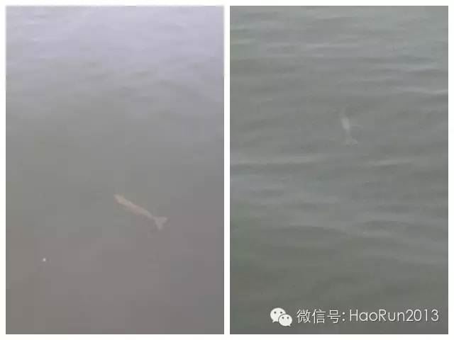 中國養殖基地 yzjidi.com