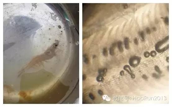 中國養殖基地 yzjidi.com