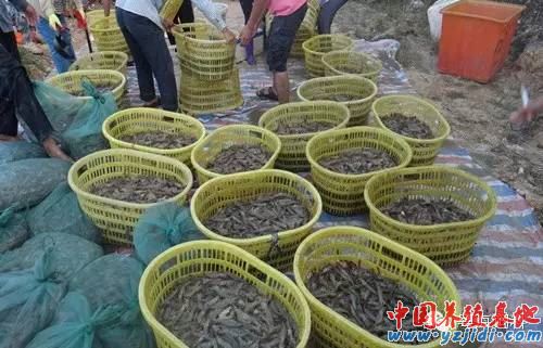 中國養殖基地 yzjidi.com