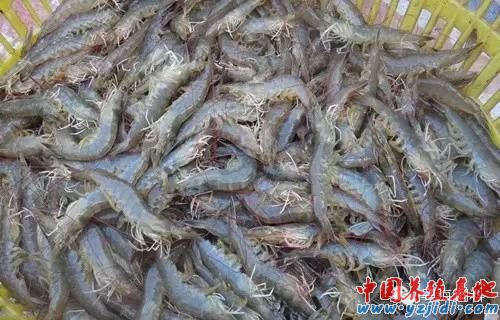 中國養殖基地 yzjidi.com