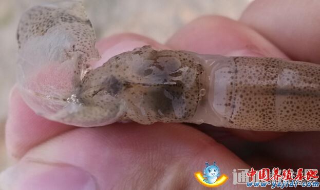 中國養殖基地 yzjidi.com