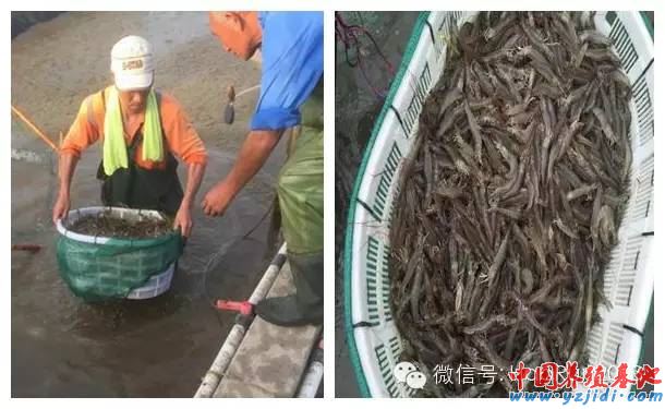 中國養殖基地 yzjidi.com