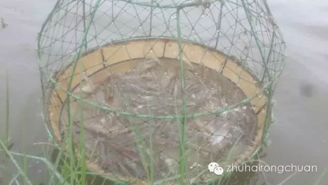 中國養殖基地 yzjidi.com