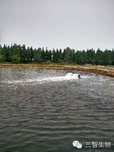 中國養殖基地 yzjidi.com