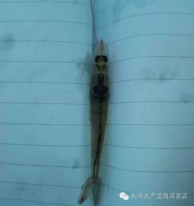 中國養殖基地 yzjidi.com