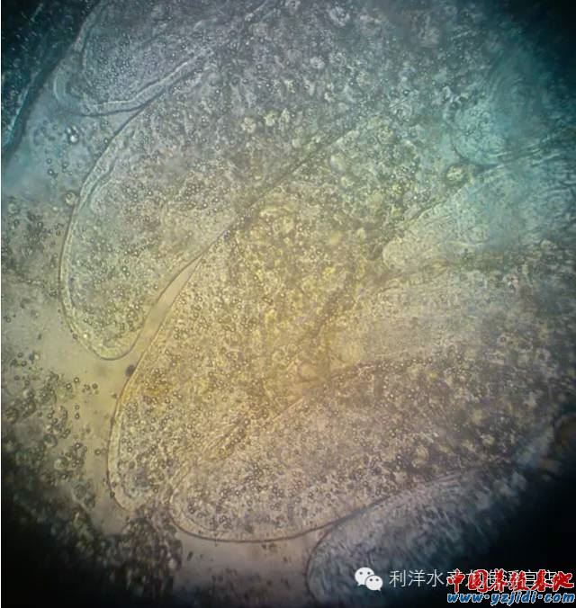 中國養殖基地 yzjidi.com