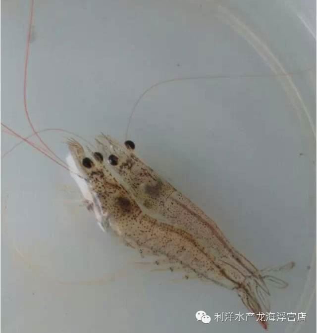 中國養殖基地 yzjidi.com