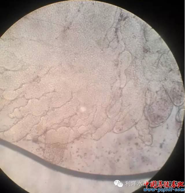 中國養殖基地 yzjidi.com