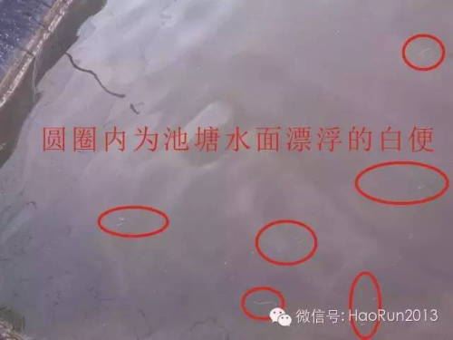 中國養殖基地 yzjidi.com