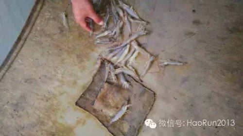 中國養殖基地 yzjidi.com