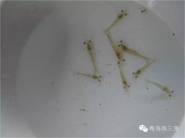 中國養殖基地 yzjidi.com