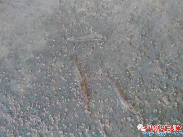 中國養殖基地 yzjidi.com