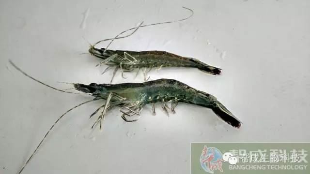 中國養殖基地 yzjidi.com