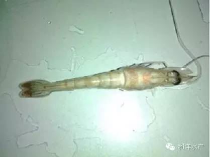 中國養殖基地 yzjidi.com
