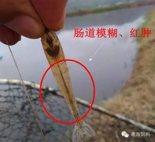 中國養殖基地 yzjidi.com