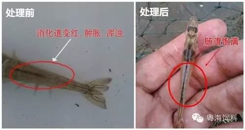 中國養殖基地 yzjidi.com