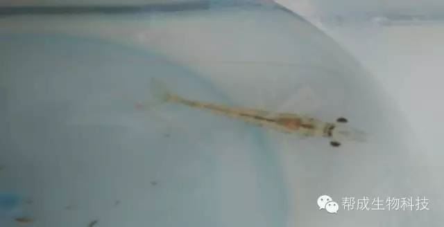 中國養殖基地 yzjidi.com