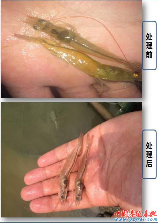 中國養殖基地 yzjidi.com