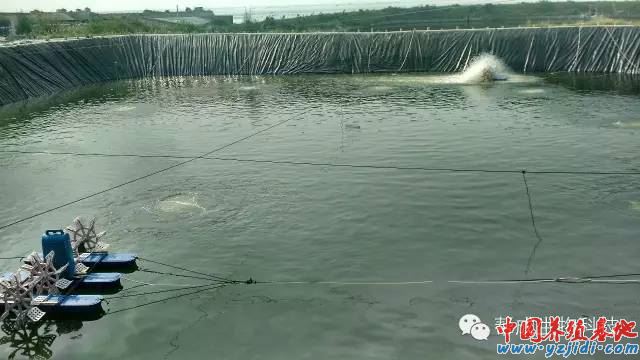 中國養殖基地 yzjidi.com