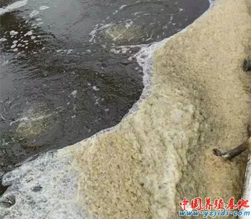 中國養殖基地 yzjidi.com
