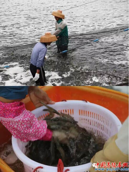 中國養殖基地 yzjidi.com
