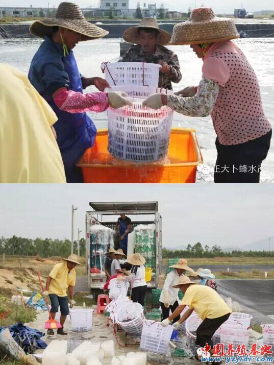 中國養殖基地 yzjidi.com