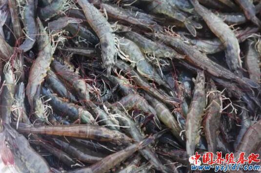 中國養殖基地 yzjidi.com
