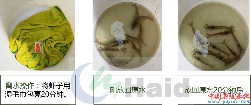 中國養殖基地 yzjidi.com