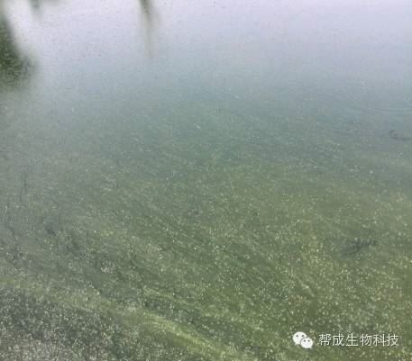 中國養殖基地 yzjidi.com