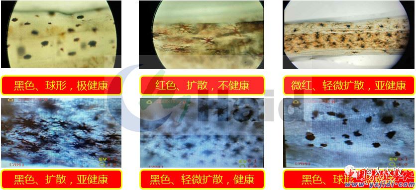 中國養殖基地 yzjidi.com