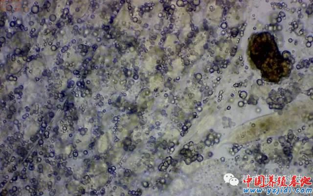 中國養殖基地 yzjidi.com