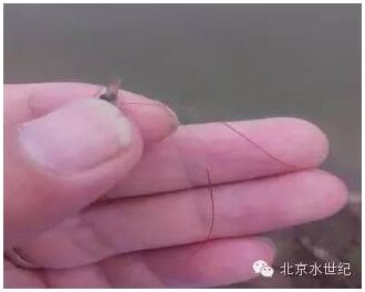 中國養殖基地 yzjidi.com