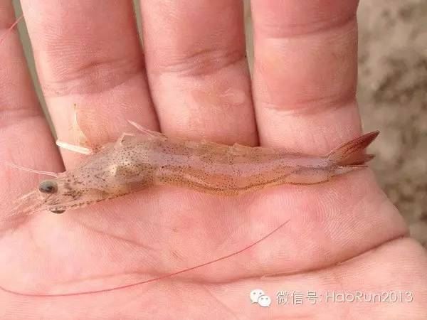 中國養殖基地 yzjidi.com