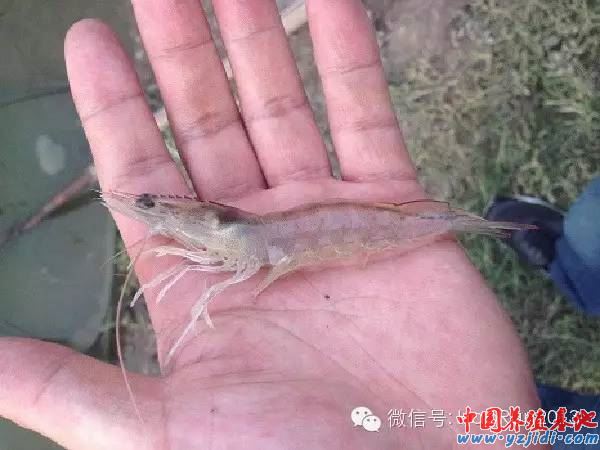 中國養殖基地 yzjidi.com