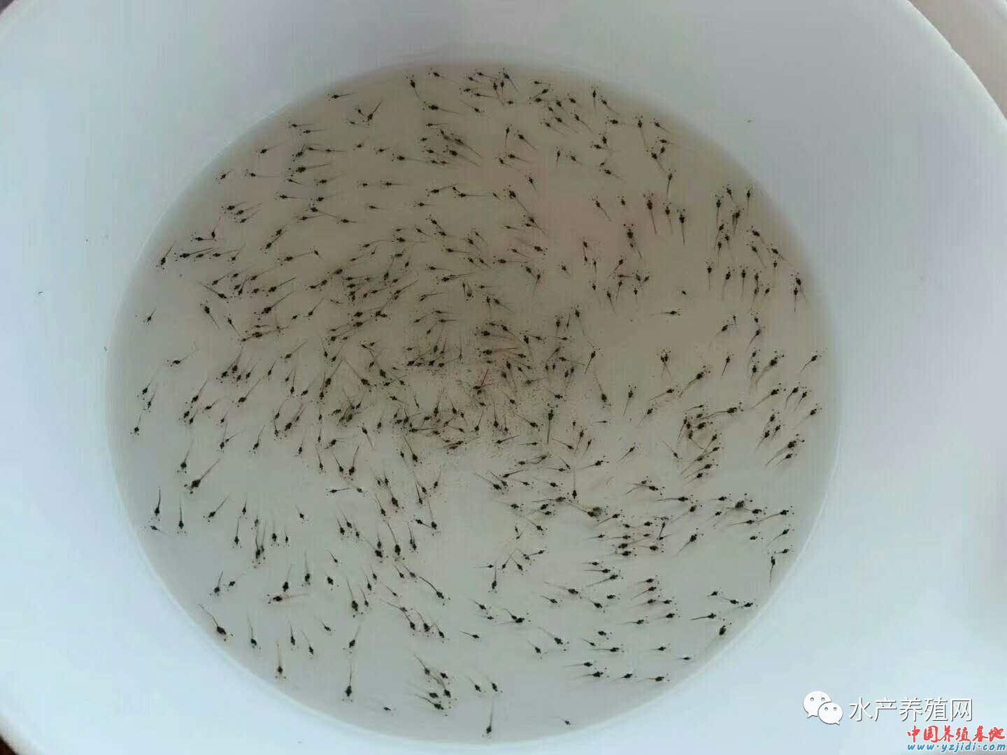 中國養殖基地 yzjidi.com