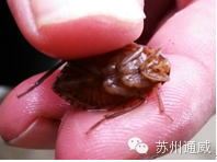 中國養殖基地 yzjidi.com
