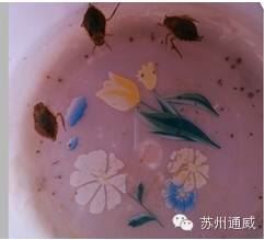 中國養殖基地 yzjidi.com