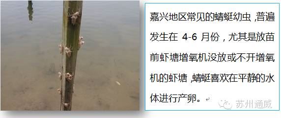 中國養殖基地 yzjidi.com