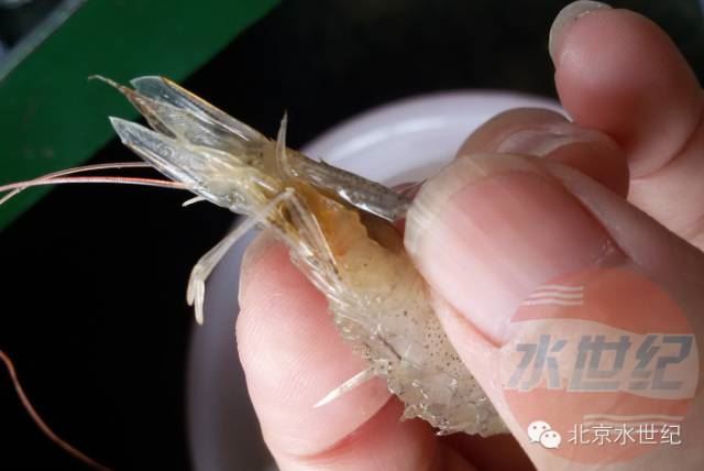 中國養殖基地 yzjidi.com