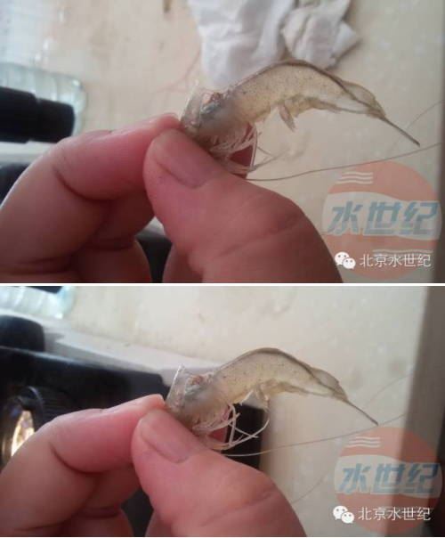 中國養殖基地 yzjidi.com