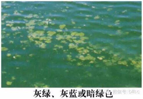 中國養殖基地 yzjidi.com