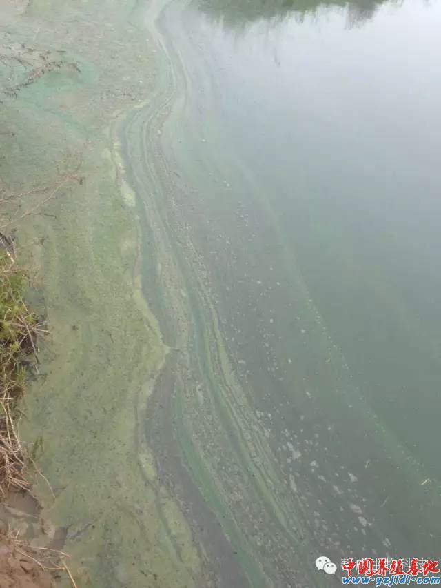 中國養殖基地 yzjidi.com